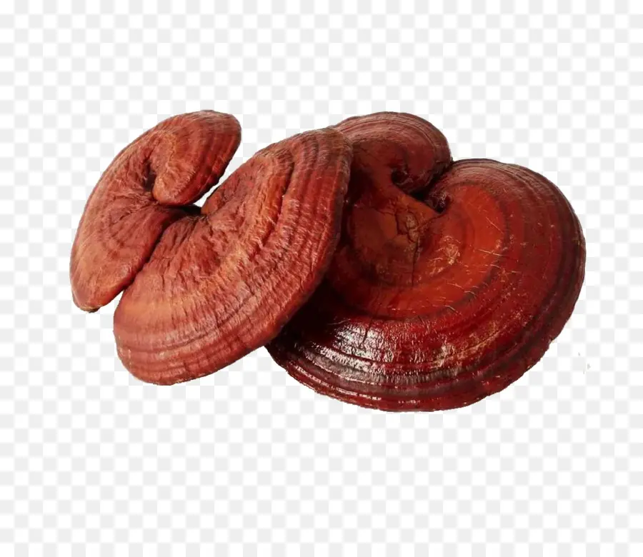 Jamur Reishi，Jamur PNG