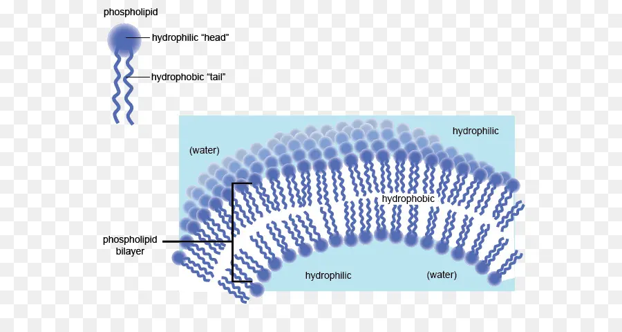 Bilayer Fosfolipid，Biologi PNG