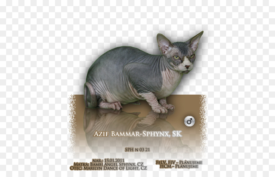 Kucing Sphynx，Donskoy PNG