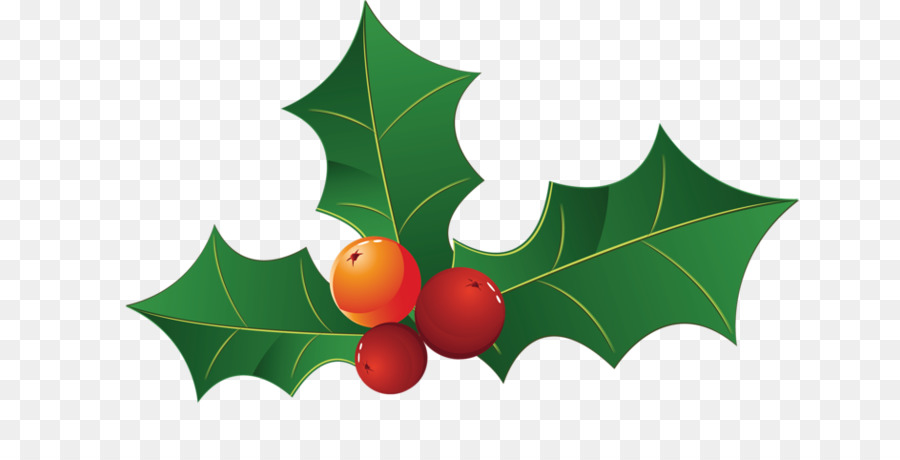 Holly，Aquifoliales PNG