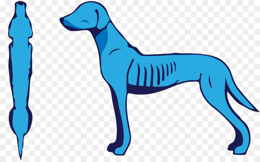 Anjing Berkembang Biak，Greyhound Italia PNG