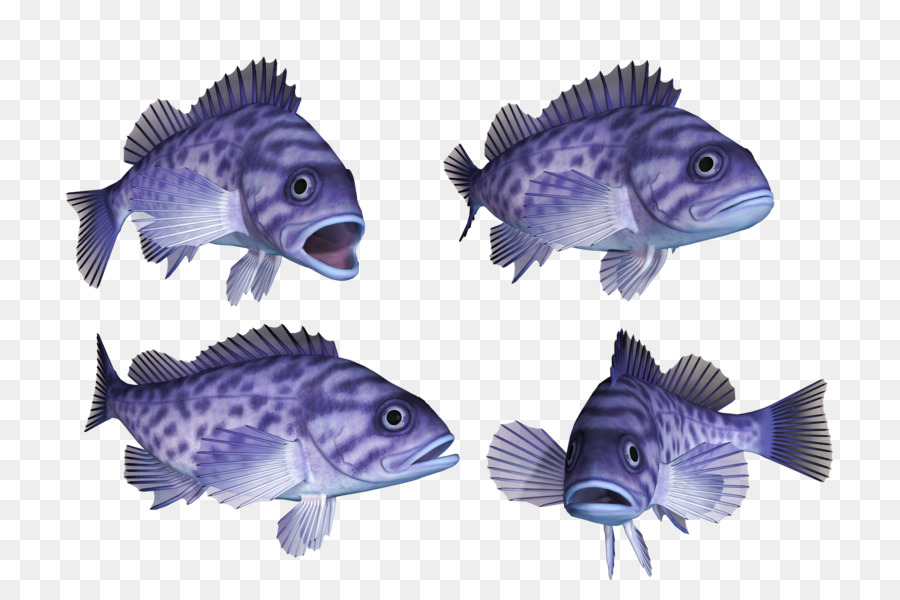 Ikan Laut Dalam，Remang PNG