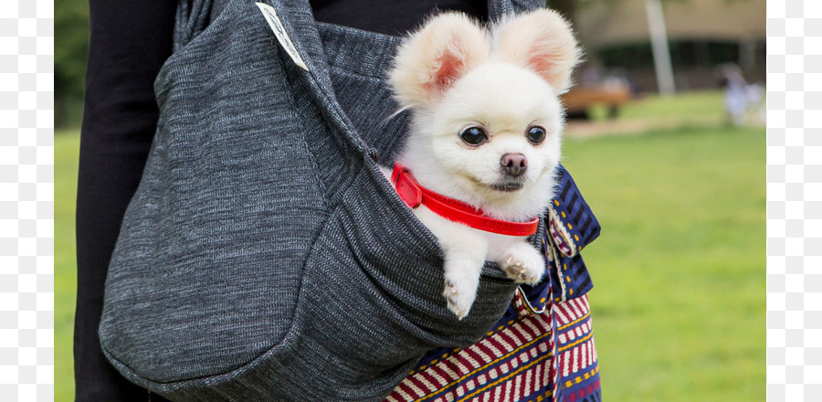 Pomeranian，Chihuahua PNG