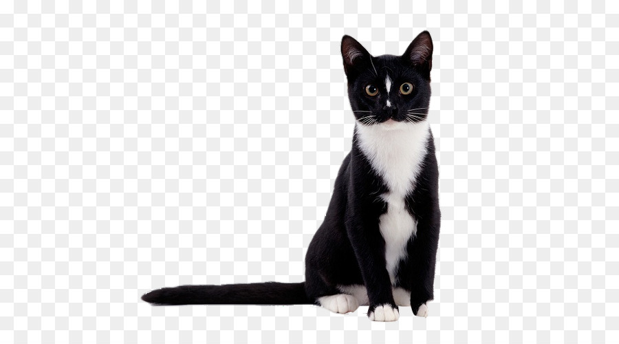 Kucing Hitam，Peliharaan PNG