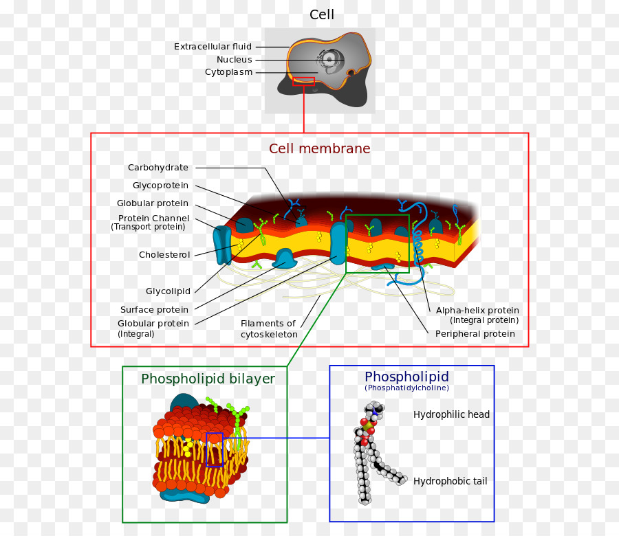 Membran Biologis，Membran Sel PNG