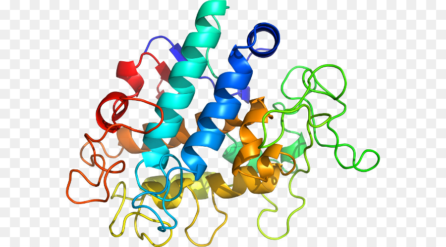 Struktur Protein，Molekul PNG