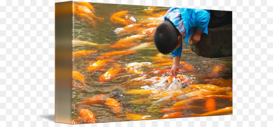 Koi，Cina PNG