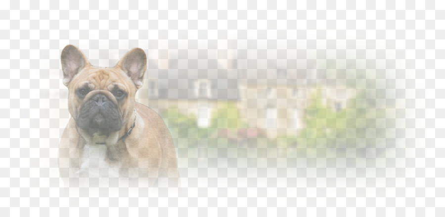 Bulldog Perancis，Anjing Berkembang Biak PNG
