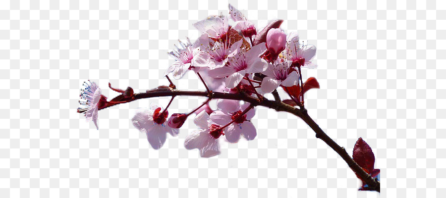 Cherry Blossom Jarang Tersenyum，Pesan PNG