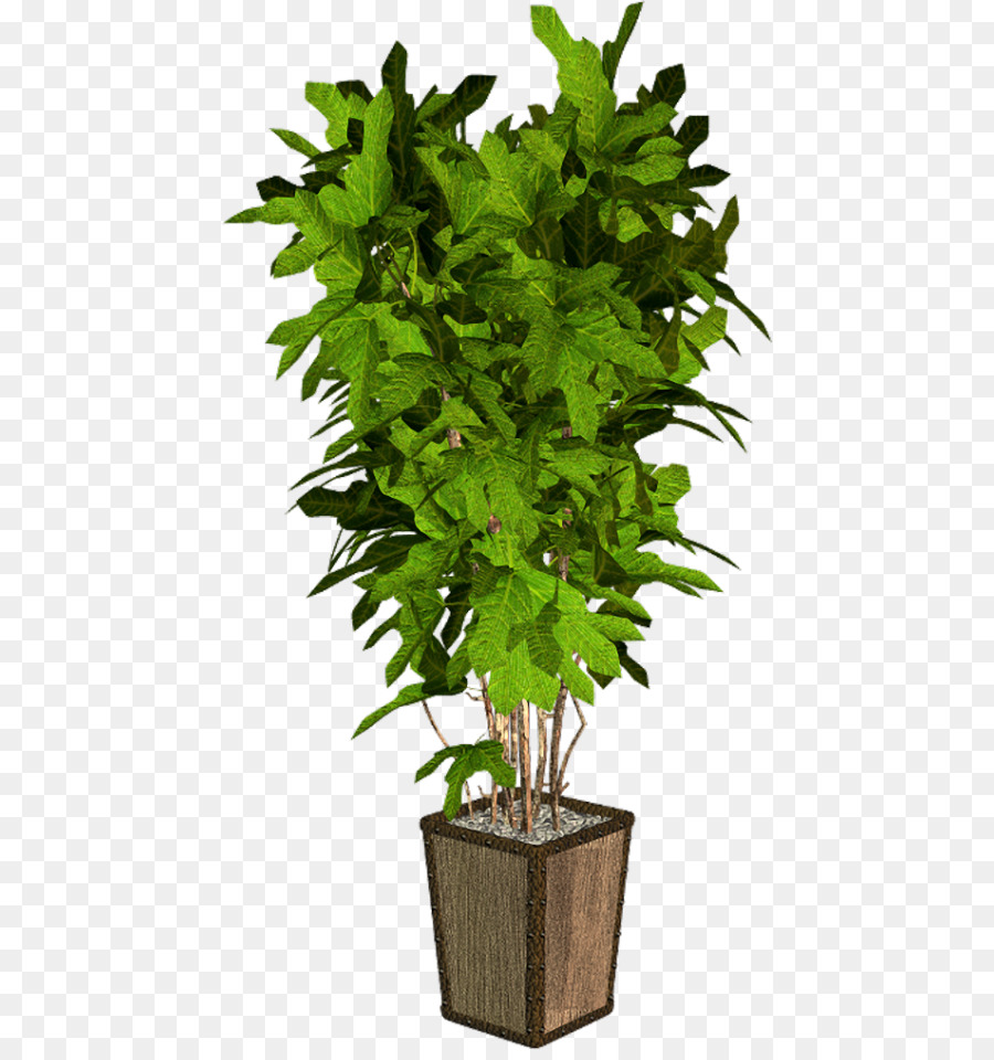 Pot Bunga，Houseplant PNG