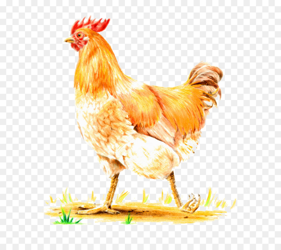 Ayam，Cewek PNG