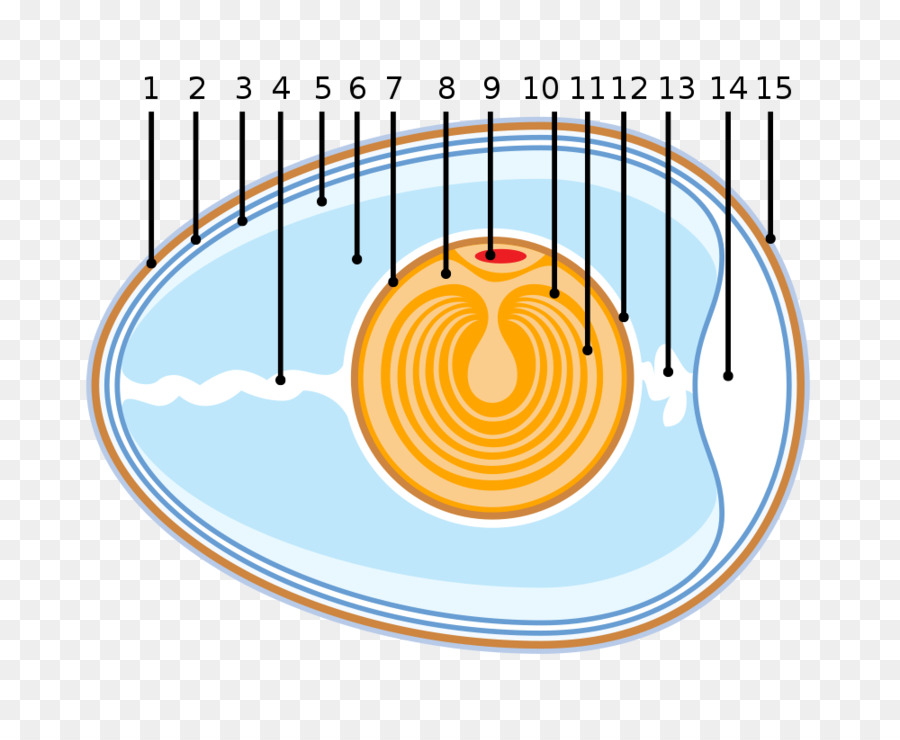 Diagram Sel，Biologi PNG