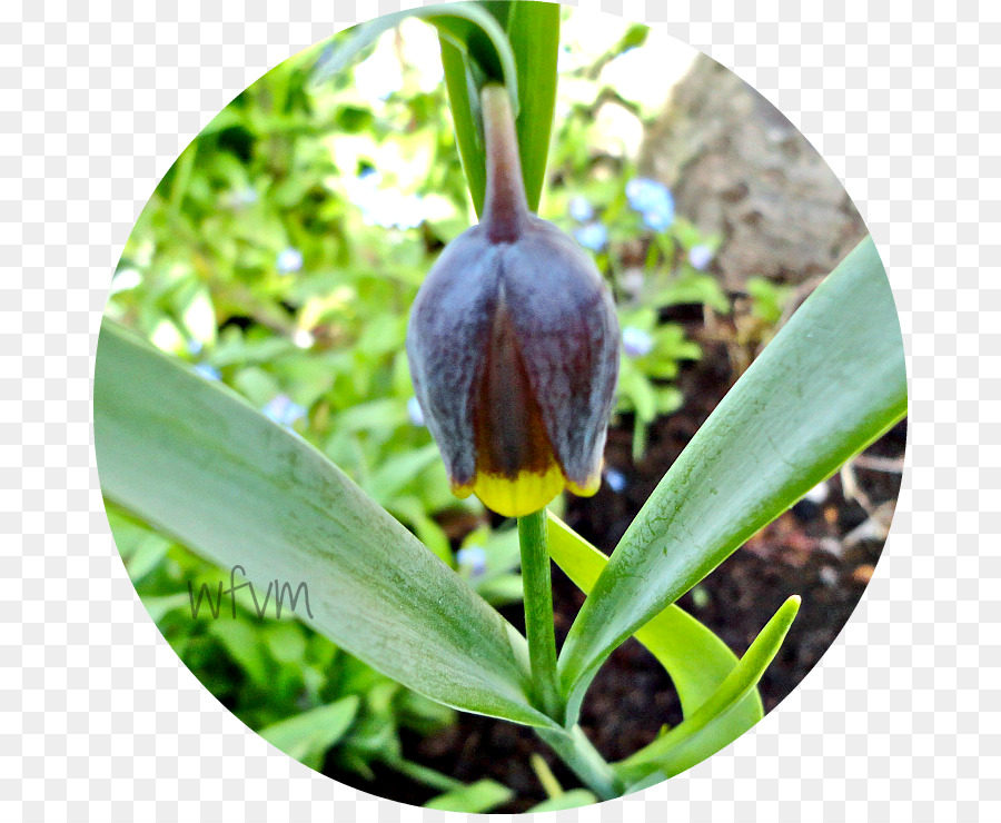 Fritillaries，Daun PNG