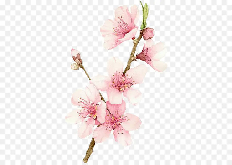 Blossom，Lukisan Cat Air PNG