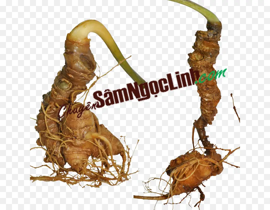 Akar Ginseng，Akar PNG