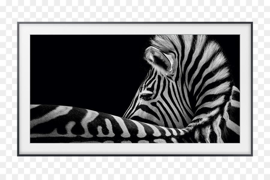 Zebra，Garis Garis PNG