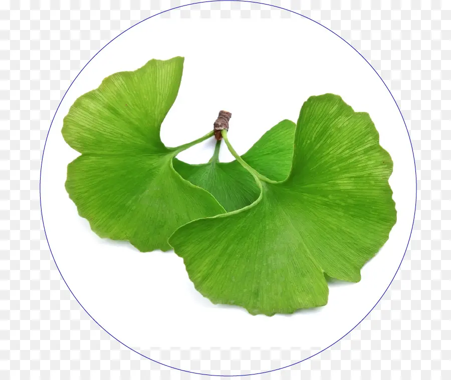 Daun Ginkgo，Hijau PNG