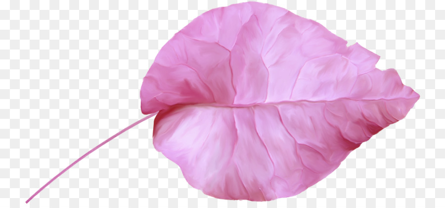 Kelopak，Pink M PNG