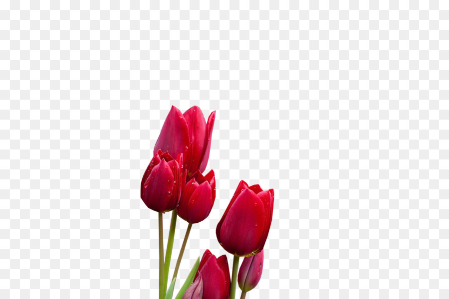 Tulip，Bunga Potong PNG