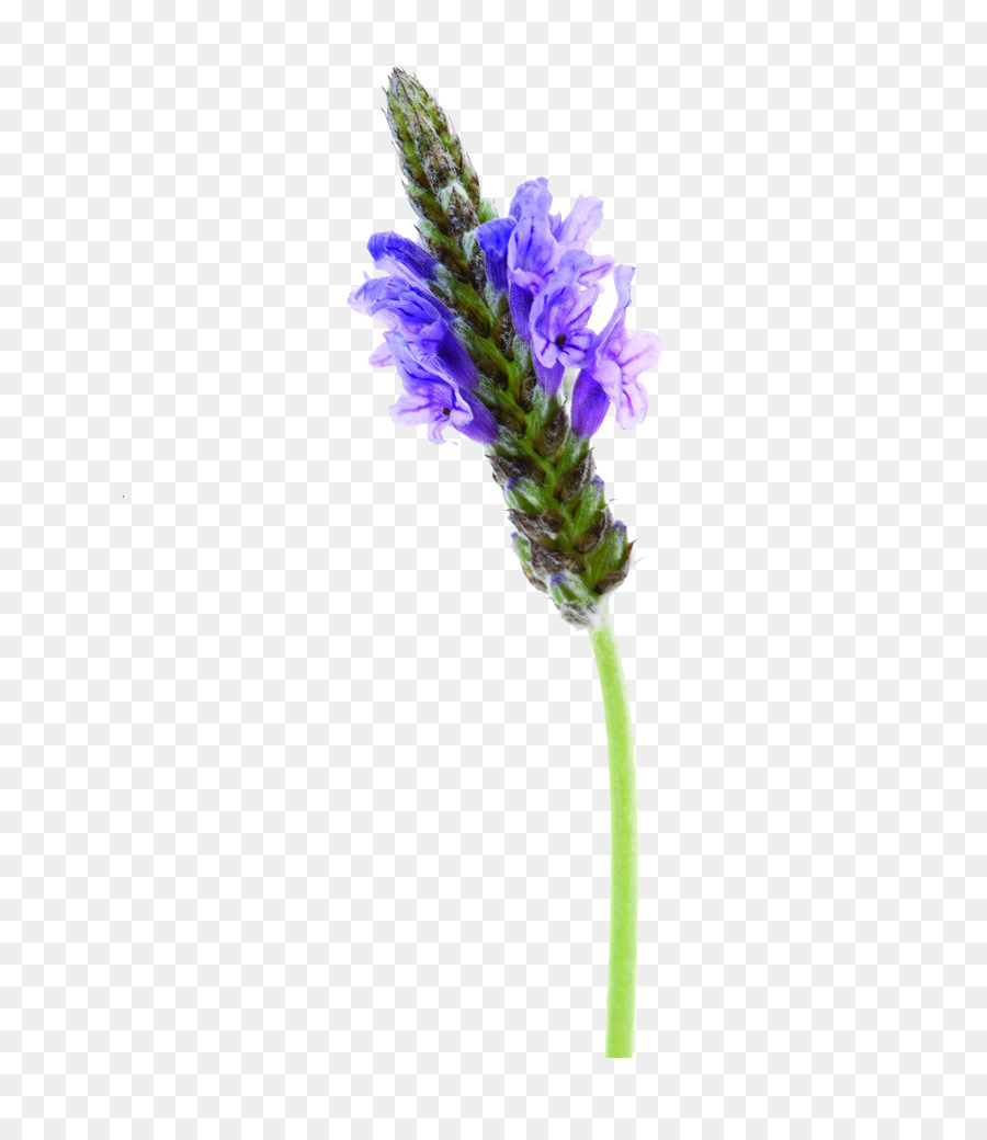 Lavender Inggris，Format File Gambar PNG