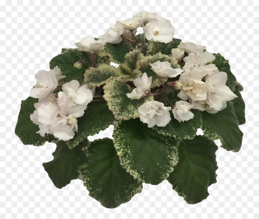 Violet Afrika Masyarakat Amerika，African Violet PNG