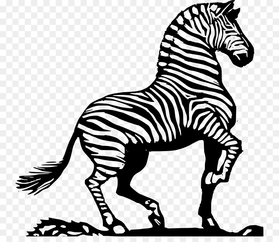 Zebra，Bergaris PNG