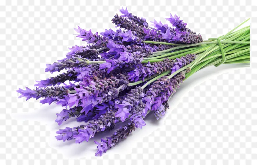 Aroma Senyawa，Lavender PNG