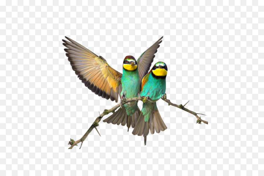 Burung，Ikon Komputer PNG