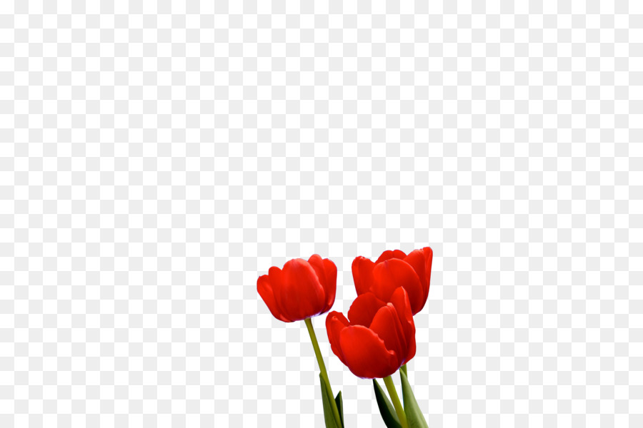 Tulip，Klik Itu PNG