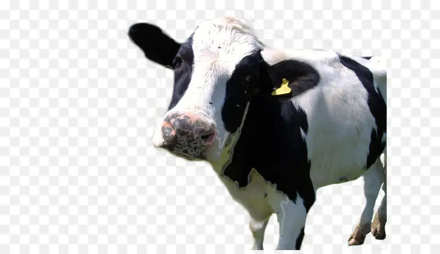 Holstein Friesian Ternak，Hereford Sapi PNG