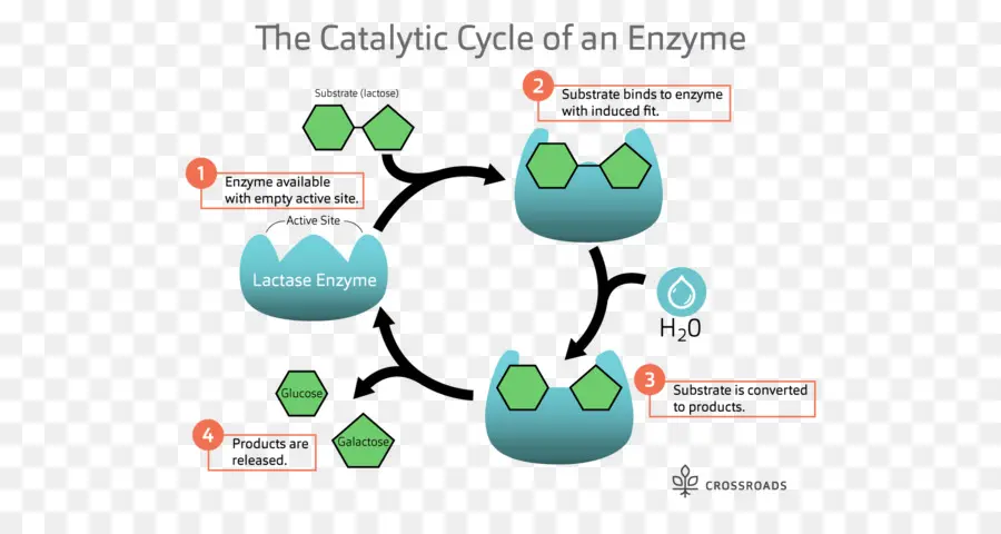 Siklus Enzim，Biologi PNG