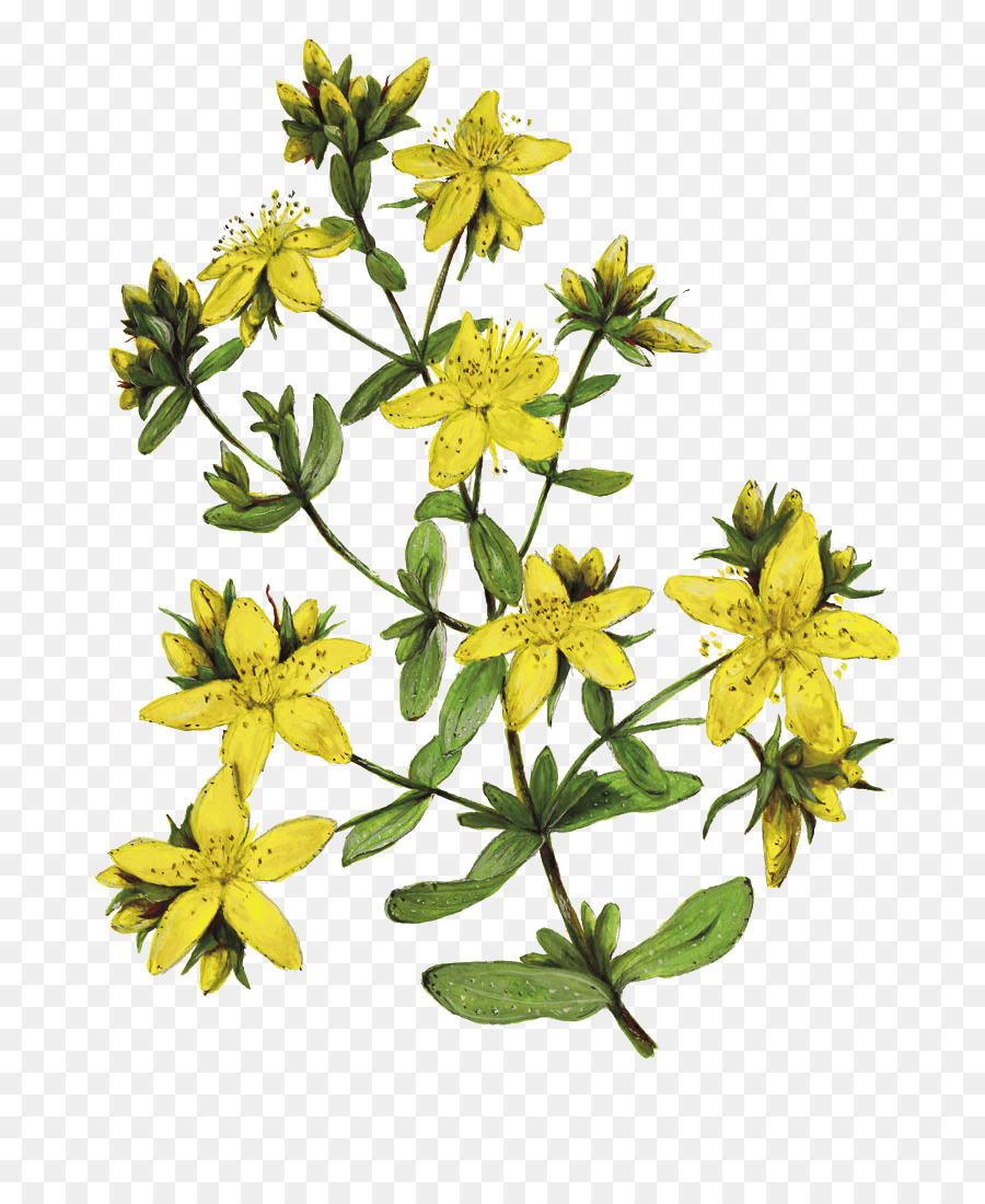 Melubangi St John Swort，Jamu PNG