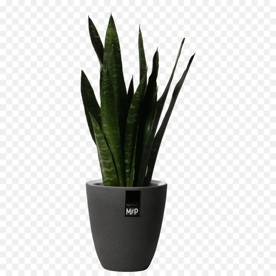 Houseplant，Pot Bunga PNG