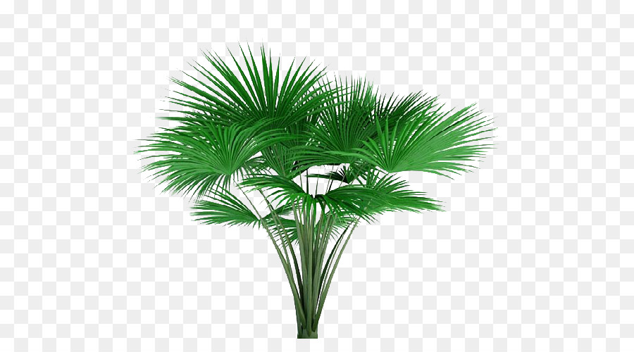 Asia Palmyra Palm，Lodoicea PNG