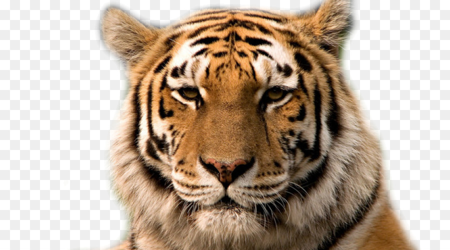 Kucing Bengal Harimau Benggala Harimau Siberia gambar png