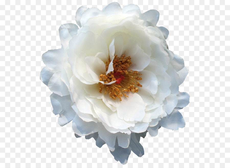 Peony，Bunga PNG