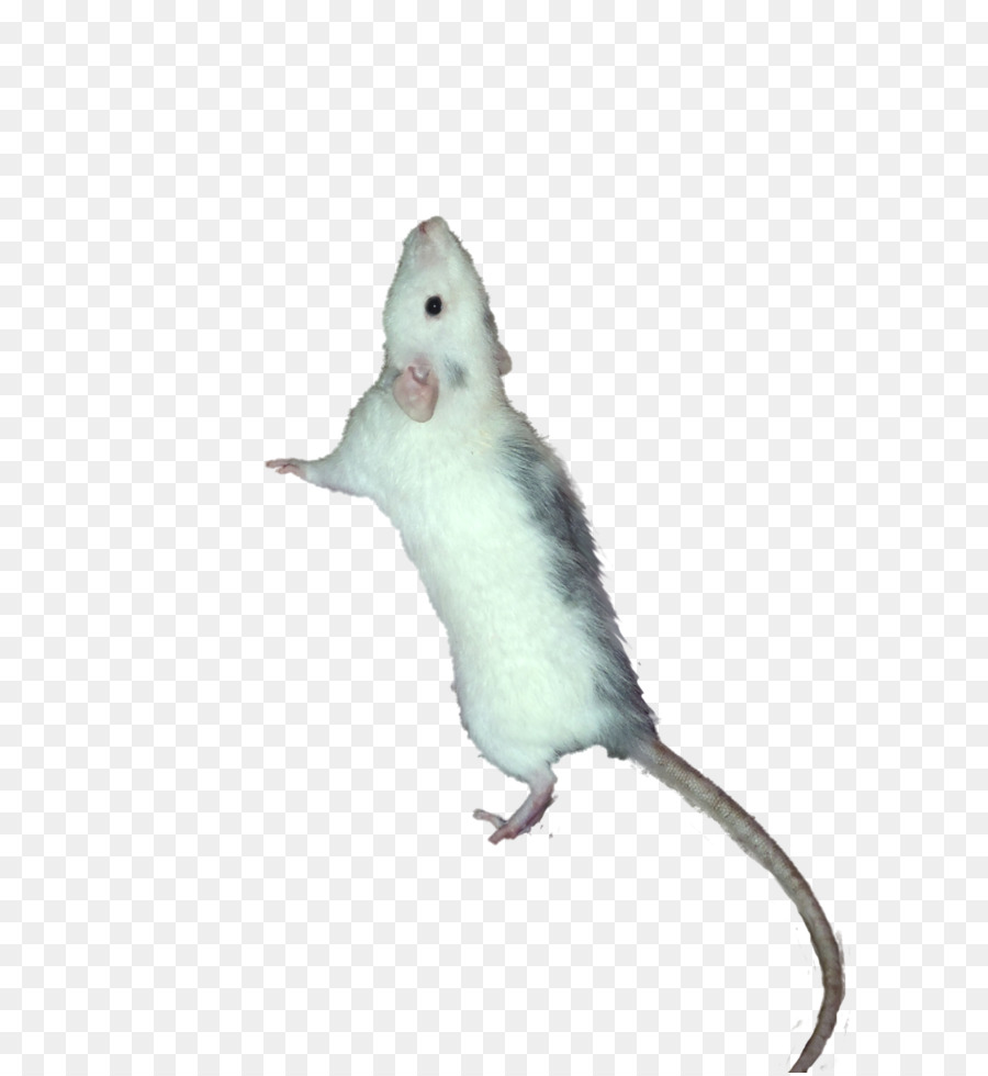 Mouse Komputer，Fauna PNG