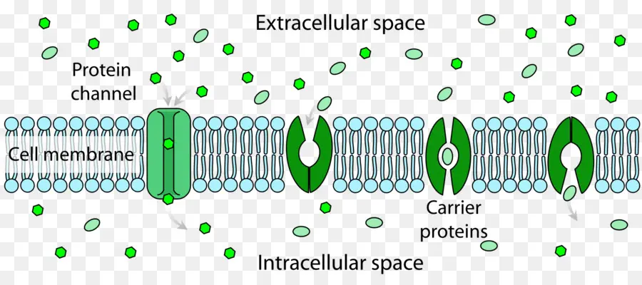 Membran Sel，Saluran Protein PNG