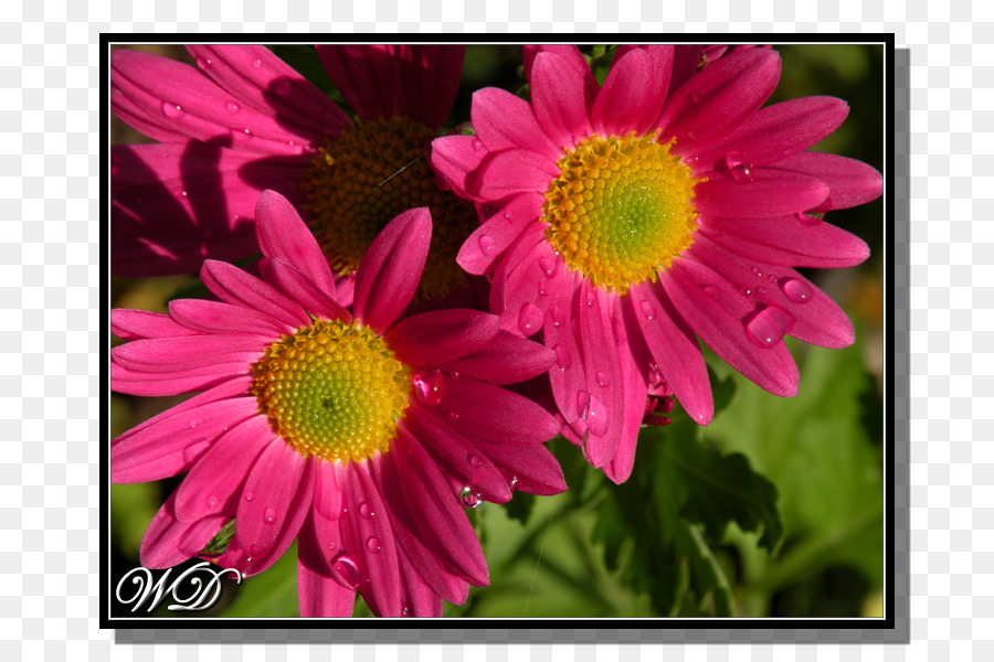 Marguerite Daisy，Krisan PNG