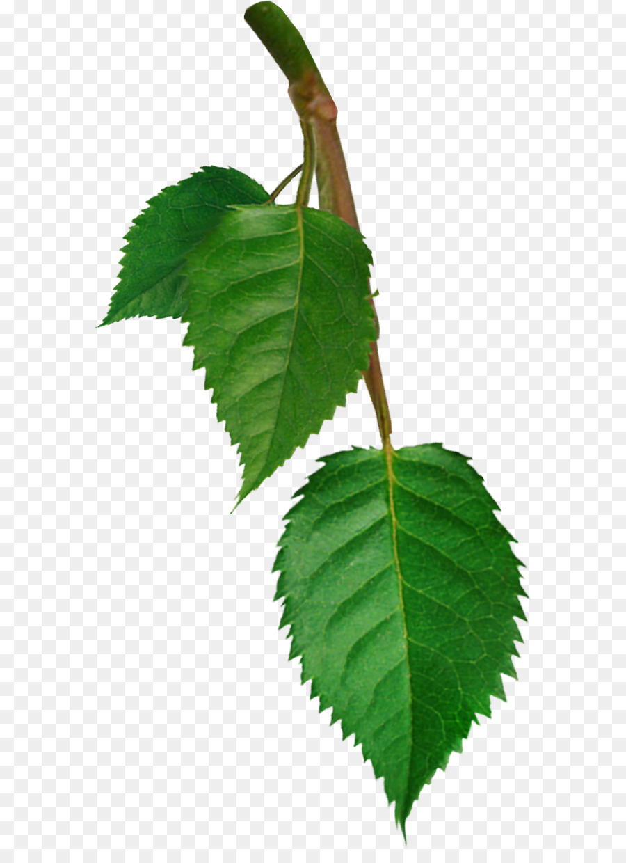 Daun，Hijau PNG