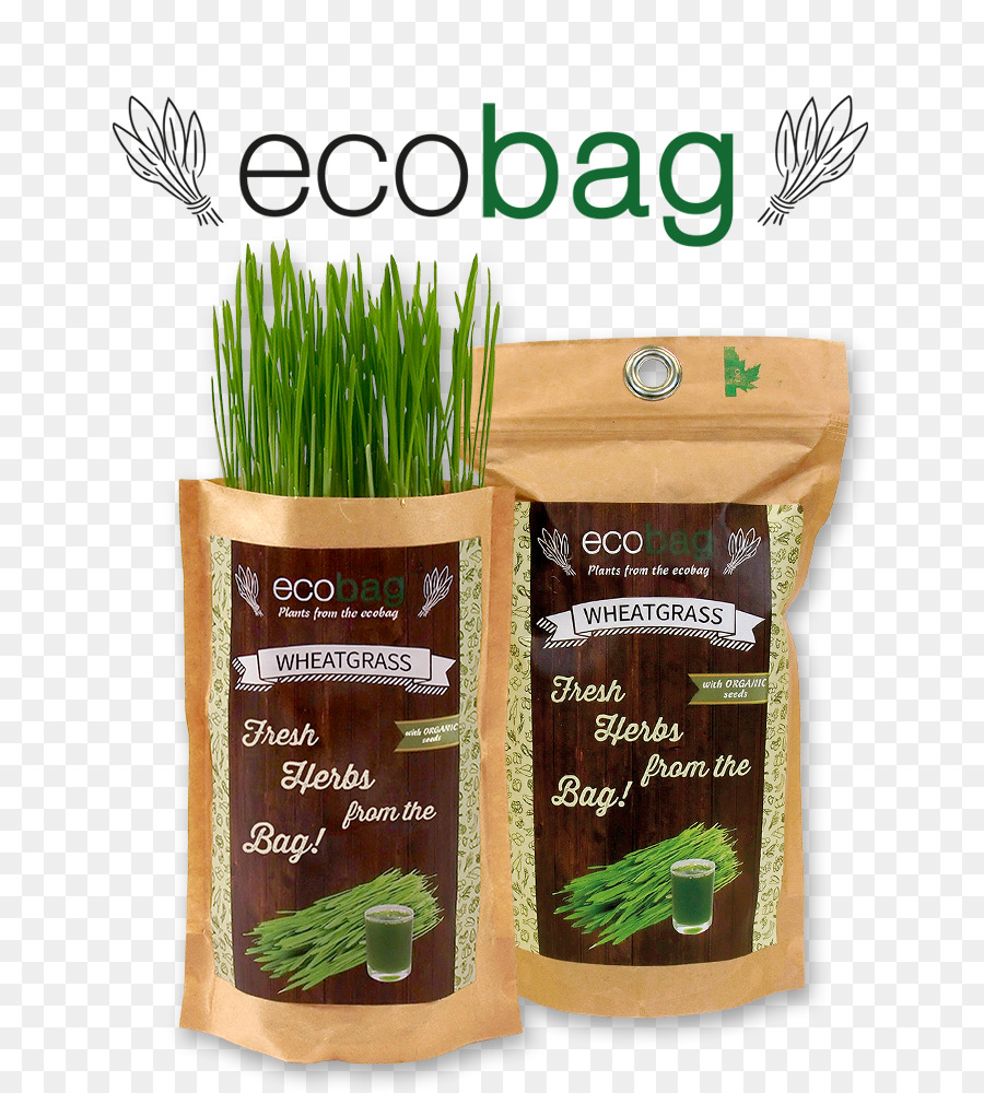 Rumput，Wheatgrass PNG