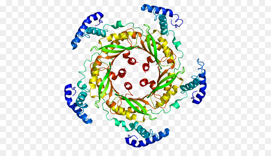 Struktur Protein，Biologi PNG