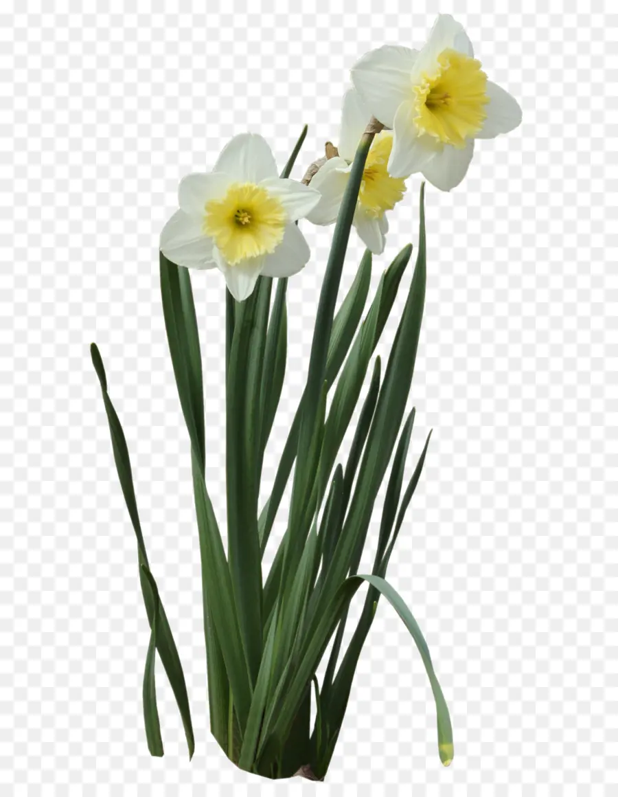 Sekelompok Daffodil Berbunga，Bakung Liar PNG