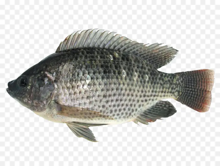 Ikan Nila，Ikan PNG