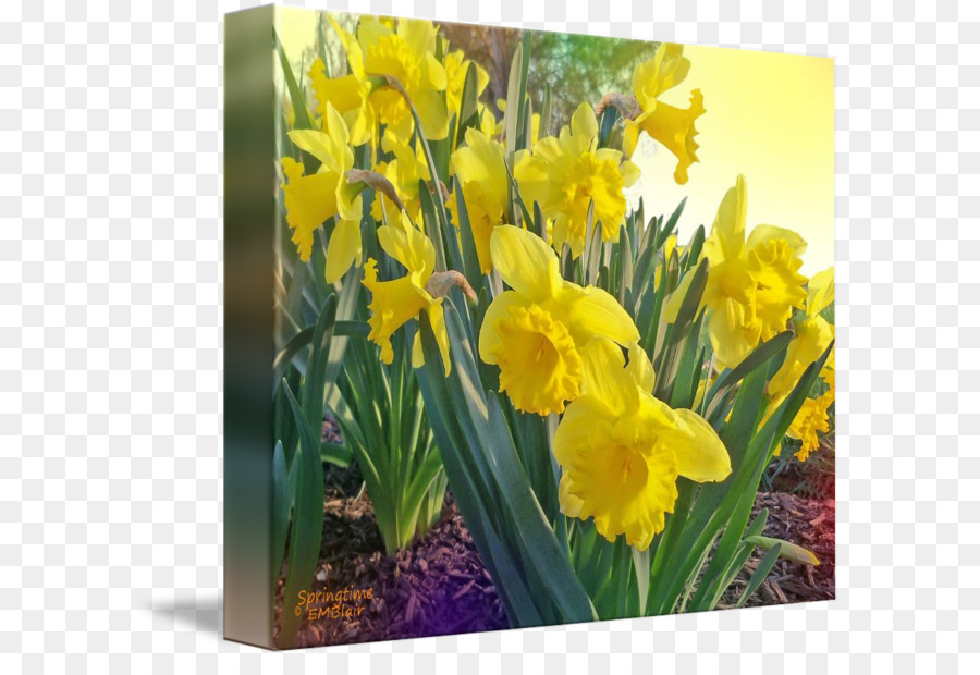 Narcissus，Mustard PNG