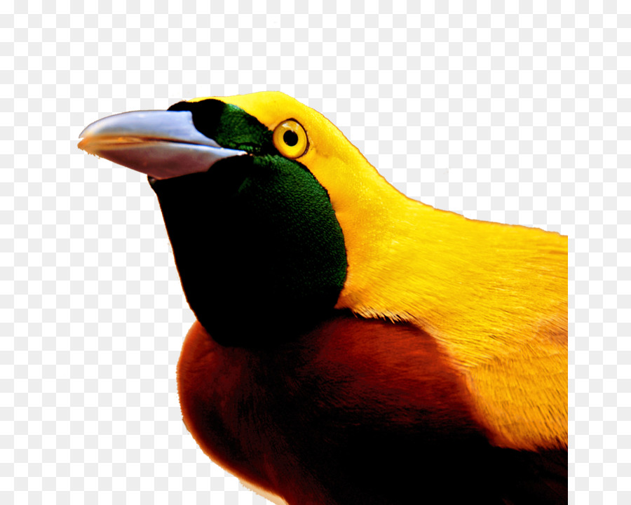 Burung，Kuning PNG