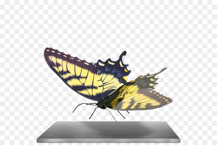 Kupu Kupu，Timur Harimau Swallowtail PNG