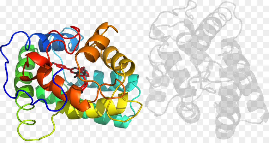 Struktur Protein，Molekul PNG