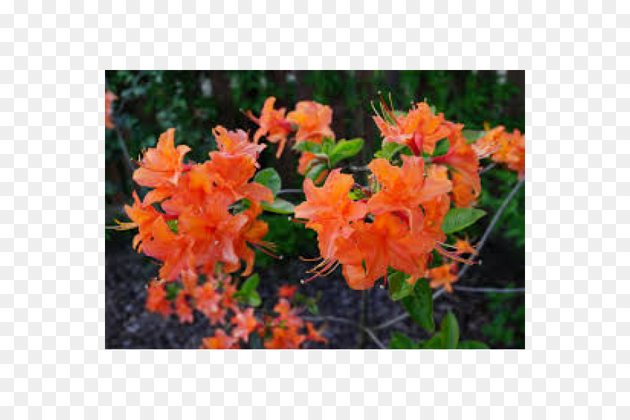 Azalea，Rhododendron PNG