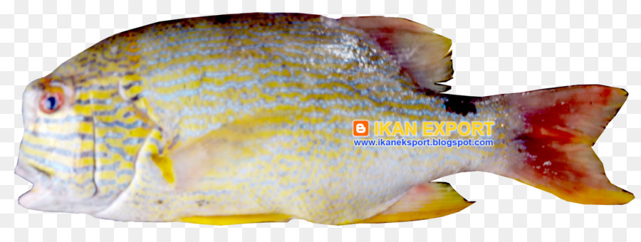 Ikan Nila，Biologi Kelautan PNG